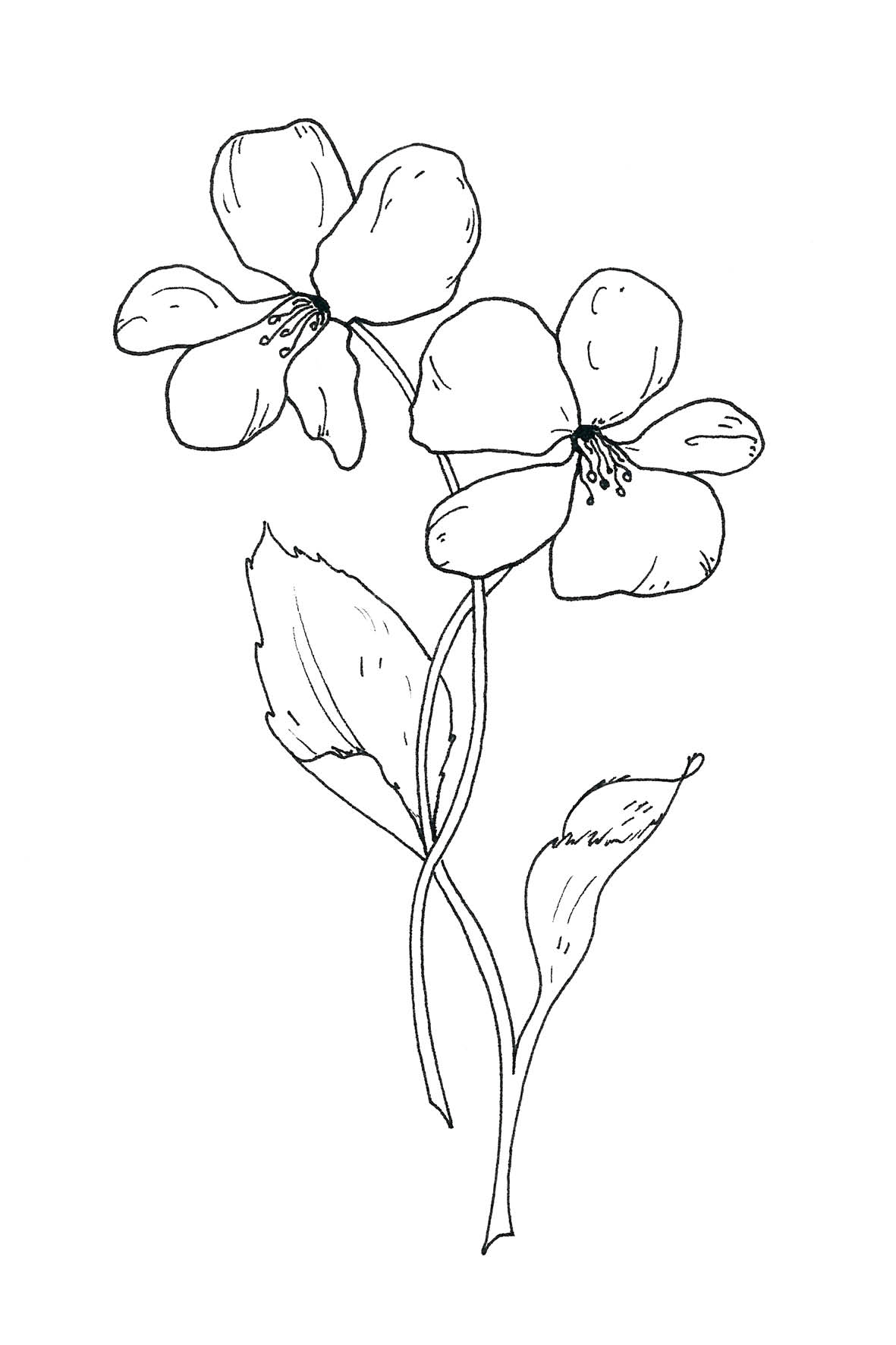 Sierlijke bloemen