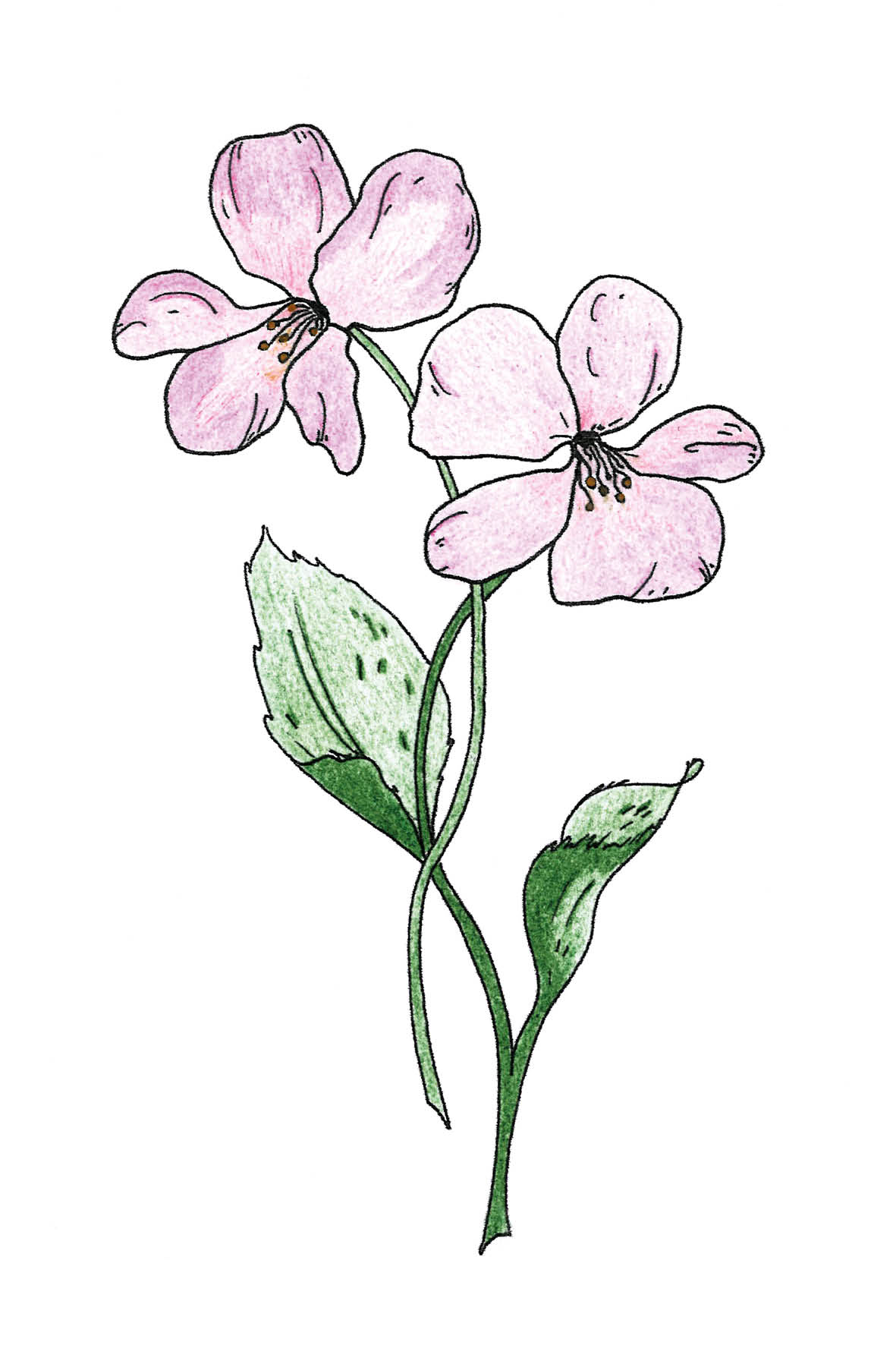 Sierlijke bloemen